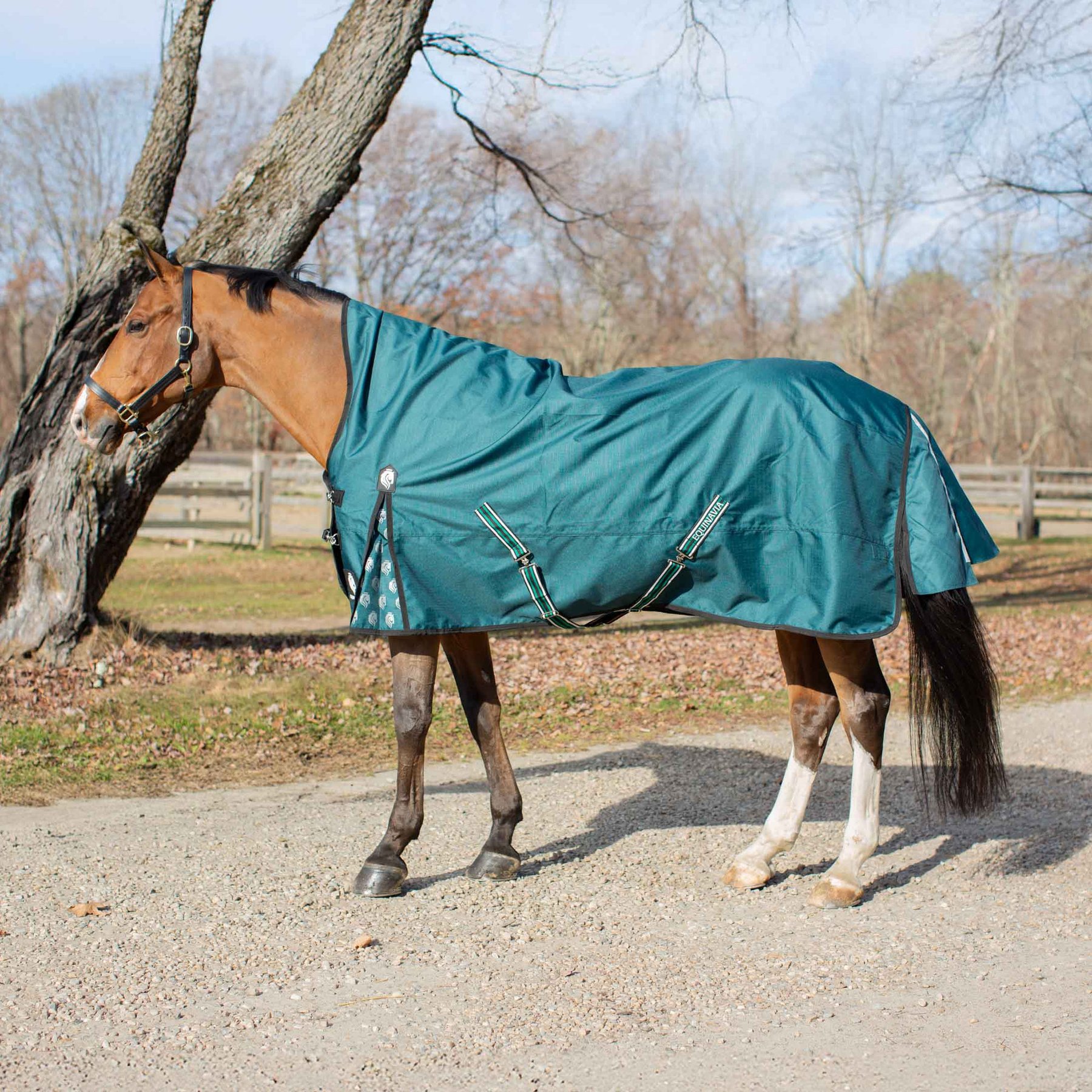 Equinavia Arktis Extended Neck Turnout Sheet, Deep Green, 84-in