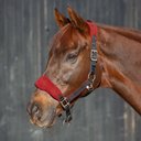 Equinavia Saga Fleece Padded Breakaway Horse Halter, Black/Equestrian Red, Pony