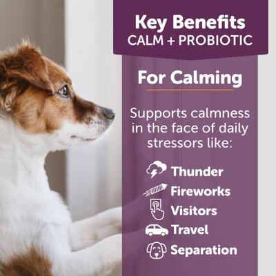 Show full view: ThunderBites Calm+ Probiotic Chicken Flavored Chew Calming Supplement for Dogs, 90 count slide 5 of 11