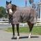 Show in main carousel: Kensington Protective Products UV Protective Horse Fly Sheet, 78-in, Black slide 4 of 9