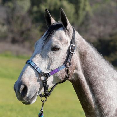 Show full view: Kensington Protective Products Premium Reflective Nylon Horse Halter, Medium, Lavender Mint slide 2 of 8