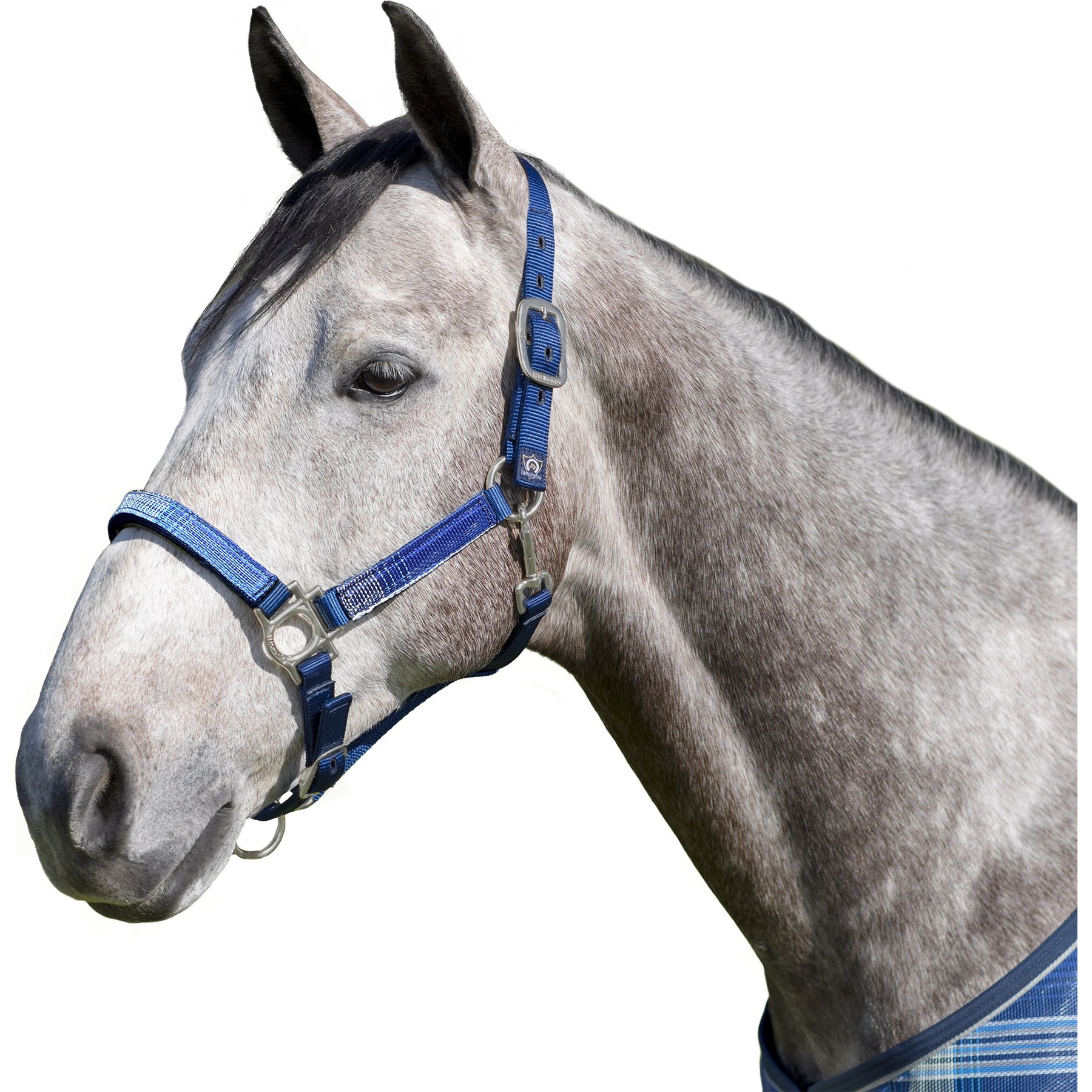 Kensington Protective Products Premium Reflective Nylon Horse Halter, Kentucky Blue, Warmblood