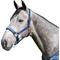 Show in main carousel: Kensington Protective Products Premium Reflective Nylon Horse Halter, Medium, Kentucky Blue slide 1 of 9