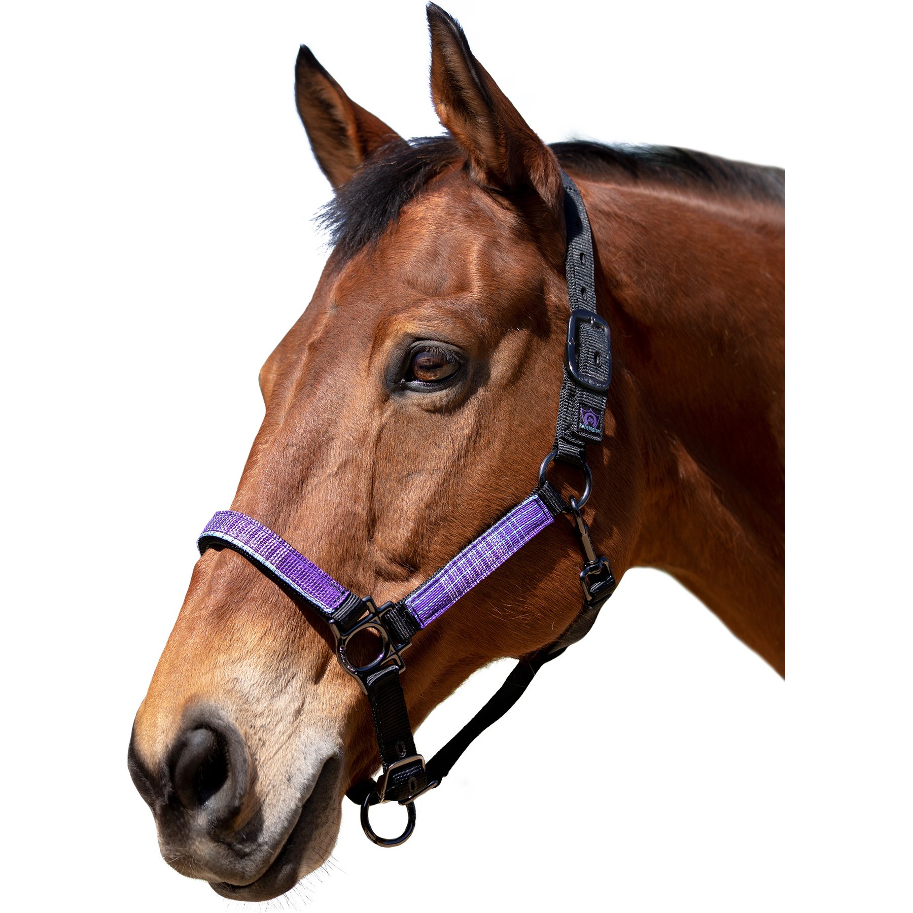 Kensington Protective Products Premium Reflective Nylon Horse Halter, Lavender Mint, Warmblood