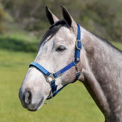 Show full view: Kensington Protective Products Premium Reflective Nylon Horse Halter, Medium, Kentucky Blue slide 4 of 9