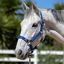 Kensington Protective Products Premium Reflective Nylon Horse Halter, Medium, Kentucky Blue slide 2 of 8