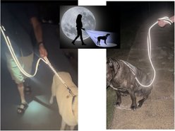 IBK Doggies Flashlight Reflective Nylon Bungee Leash Collar Set, Black, Small slide 2 of 8