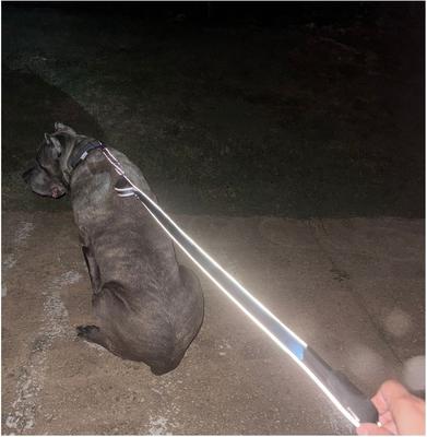 Show full view: IBK Doggies Flashlight Reflective Nylon Bungee Leash Collar Set, Black, X-Small slide 4 of 8