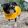 Show in main carousel: Body Glove Dog Raincoat, Medium slide 7 of 8