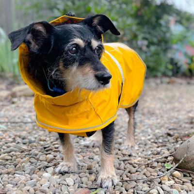 Show full view: Body Glove Dog Raincoat, Small slide 8 of 10