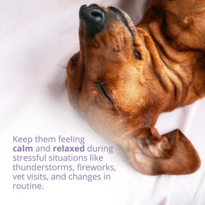 Show full view: Under the Weather Calming Powder Supplement for Dogs, 4.23-oz jar slide 5 of 8