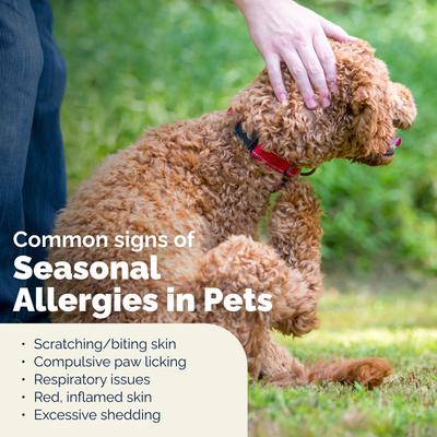 Show full view: Vetnique Labs Dermabliss Advanced Vet Strength Allergy & Itch Relief Anti-Itch Cat & Dog Shampoo, 16-fl oz bottle slide 6 of 11