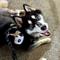 Show in main carousel: Ruffsack Panda Handmade Dog Backpack with Harness, Black, Small slide 3 of 6