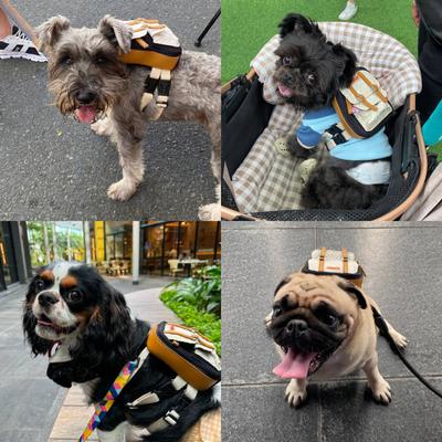 Show full view: Ruffsack Dale Handmade Dog Backpack with Harness, Black, Small slide 3 of 6