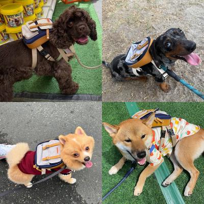 Show full view: Ruffsack Dale Handmade Dog Backpack with Harness, Navy, Small slide 3 of 6