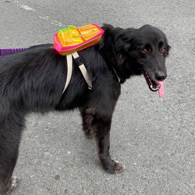 Show full view: Ruffsack Jelly Dale Handmade Dog Backpack with Harness, Pink, Medium slide 3 of 6