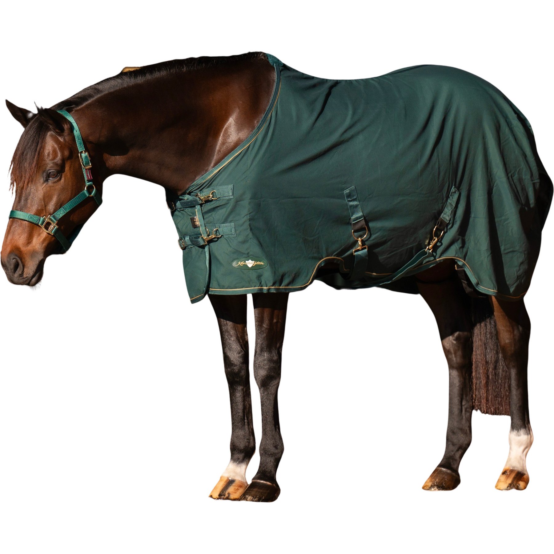 Kensington Protective Products Poly Cotton Horse Stable Sheet, Hunter, 81-in