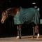 Show in main carousel: Kensington Protective Products Poly Cotton Stable Sheet Horse Sheet, Hunter, 75-in slide 2 of 6