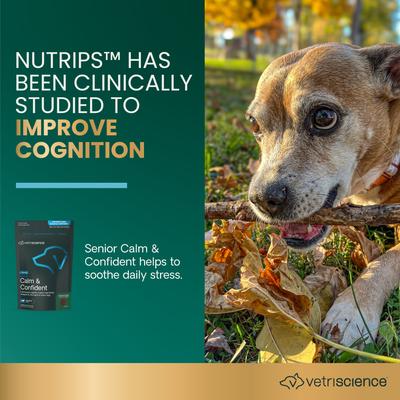 Show full view: VetriScience Golden Years Senior Calm & Confident Chicken Flavored Chews with Colostrum Calming & Brain Health Supplement for Senior Dogs, 60 count slide 3 of 10
