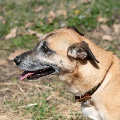 Show full view: Wrangler Faux Leather with Stitching Dog Collar, Light Brown, Large: 18 to 24-in neck, 1-in wide slide 8 of 9