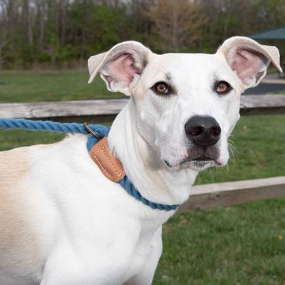 Show full view: Wrangler Rope Slip Dog Leash, Blue, 4-ft long, 1/2-in wide slide 7 of 9