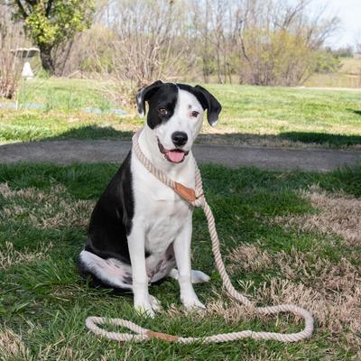 Show full view: Wrangler Rope Slip Dog Leash, Ivory, 6-ft long, 5/8-in wide slide 7 of 9