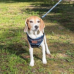 Wrangler Southwest Comfort Dog Harness, Blue Multi, X-Large: 34 to 45-in chest slide 2 of 5