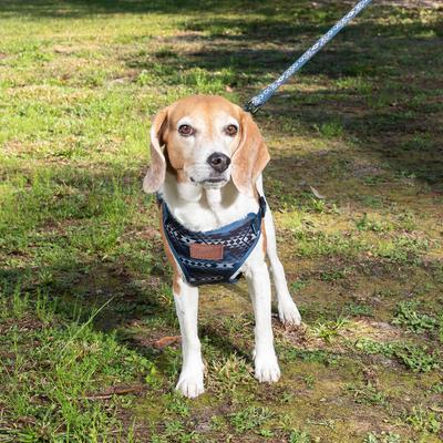 Show full view: Wrangler Southwest Comfort Dog Harness, Blue Multi, X-Small: 13 to 18-in chest slide 4 of 5