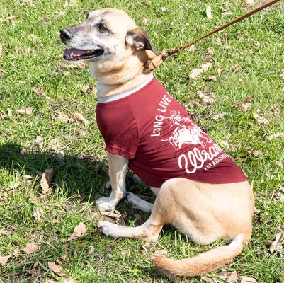 Show full view: Wrangler Faux Leather with Stitching Dog Leash, Light Brown, 6-ft long, 5/8-in wide slide 4 of 5