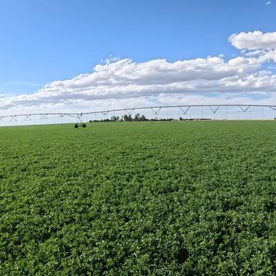 Show full view: Hall's Hay Alfalfa Mini-Bale Small Pet Food, 6-lb box slide 6 of 9