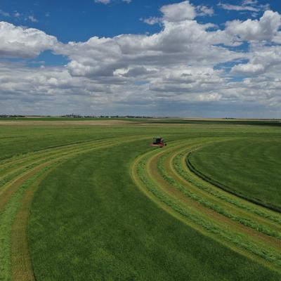 Show full view: Hall's Hay Orchard Grass Hay Double Wide Mini Bale Small Animal Food, 11-lb box slide 7 of 7