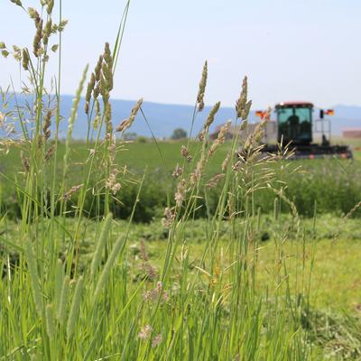 Show full view: Hall's Hay Orchard Grass Hay Double Wide Mini Bale Small Animal Food, 11-lb box slide 6 of 7