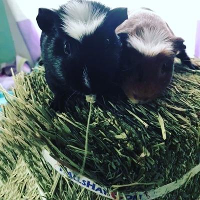 Show full view: Hall's Hay Timothy Hay 2nd Cut Mini-Bale Small Pet Food, 5-lb box slide 7 of 9