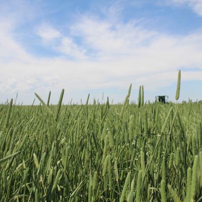 Show full view: Hall's Hay Timothy Hay 1st Cut Mini-Bale Small Pet Food, 5-lb box slide 6 of 9