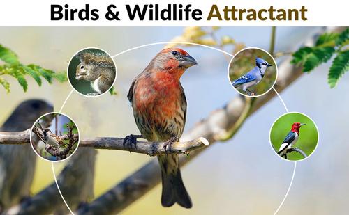 Show full view: Old Potters Co. Wildlife Premium Cracked Corn Wild Bird Food, 15-lb bag slide 3 of 8