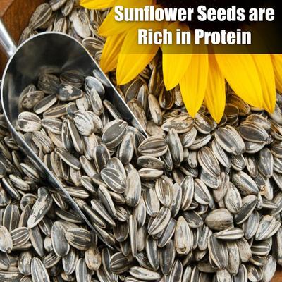 Show full view: Old Potters Co. Wildlife Striped Sunflower Seeds Wild Bird Food, 3-lb bag slide 3 of 6