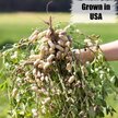 Old Potters Co. Wildlife Shelled Peanuts Wild Bird Food