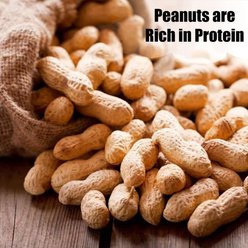 Old Potters Co. Wildlife In-Shell Peanuts Wild Bird Food, 25-lb bag slide 2 of 6