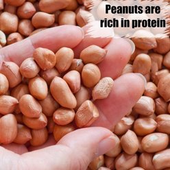 Old Potters Co. Wildlife Shelled Peanuts Wild Bird Food, 50-lb bag slide 2 of 6