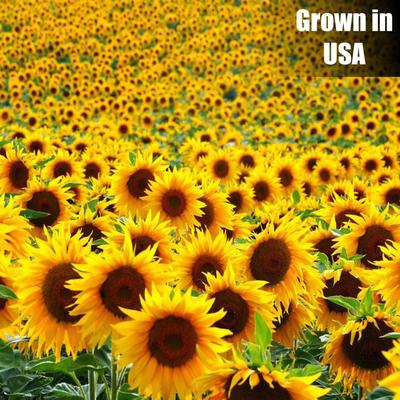 Show full view: Old Potters Co. Wildlife Striped Sunflower Seeds Wild Bird Food, 3-lb bag slide 6 of 6