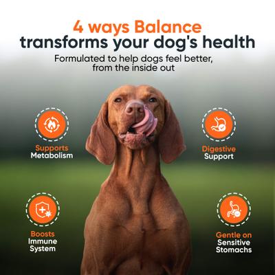 Show full view: Alpha Dog Nutrition Balance Probiotic Beef Flavor Powder Supplement for Dogs, 2.1-oz jar slide 3 of 10
