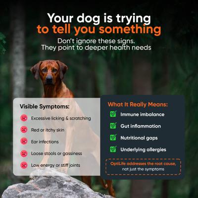 Show full view: Alpha Dog Nutrition OptiLife Multivitamin Beef Flavor Powder Supplement for Dogs, 7.8-oz jar slide 8 of 10