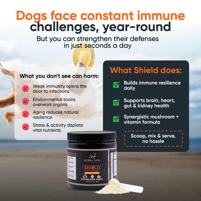Show full view: Alpha Dog Nutrition Shield Immune Support Beef Flavor Powder Supplement for Dogs, 1.9-oz jar slide 3 of 10