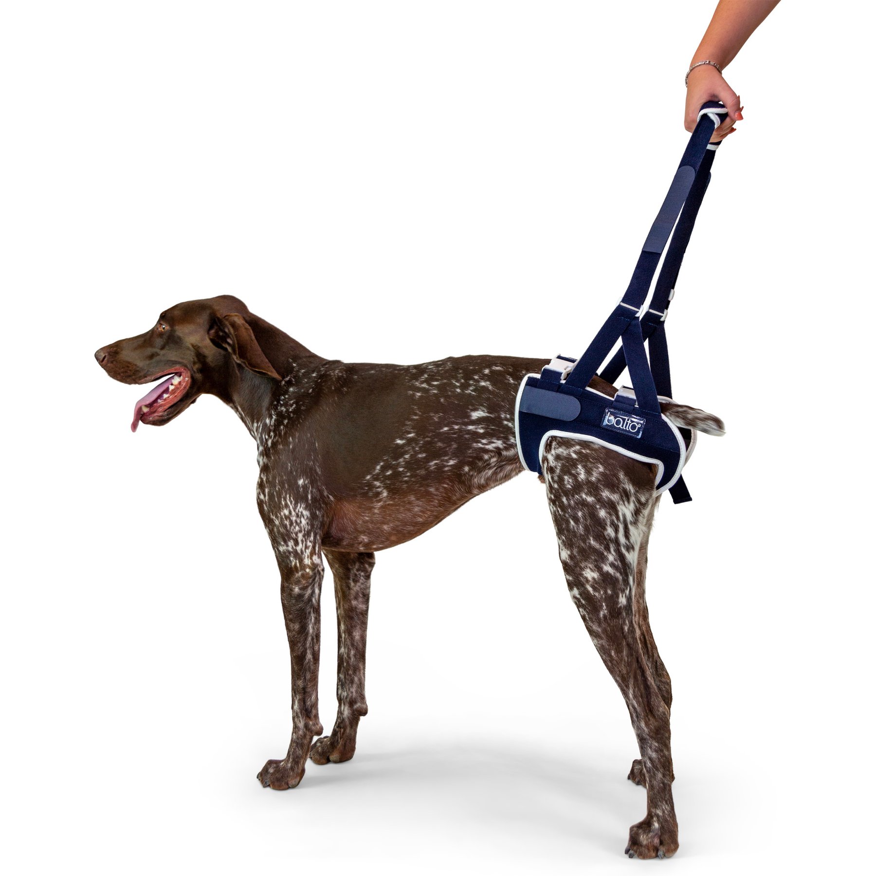 Balto Up Rear Dog Harness Support, Large