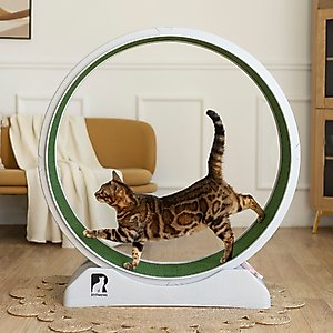 RYPetmia Indoor Cat Exercise Wheel with Interactive Toy, Grey, 38.5 x 14.5 x 40.6-in