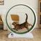 Show in main carousel: RYPetmia Indoor Cat Exercise Wheel with Interactive Toy, Grey, 38.5 x 14.5 x 40.6-in slide 1 of 8