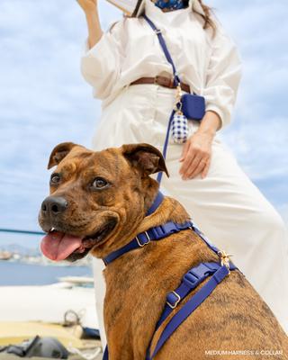 Show full view: Sunny Tails Cloud Lite Waterproof Dog Harness, Navy Blue, Small: 15 to 21-in chest slide 4 of 8