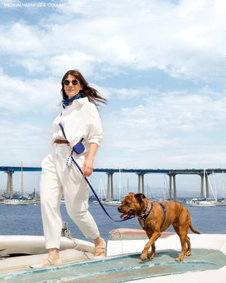 Show full view: Sunny Tails Cloud Waterproof Dog Collar, Navy Blue, Medium: 12 to 18-in neck, 3/4-in wide slide 5 of 6