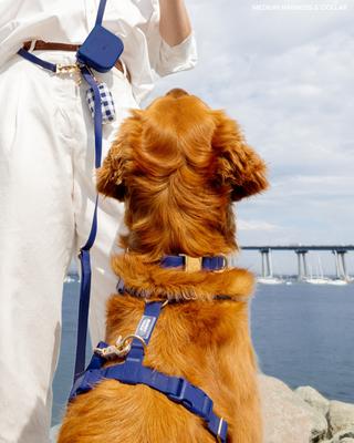 Show full view: Sunny Tails Cloud Waterproof Dog Collar, Navy Blue, Medium: 12 to 18-in neck, 3/4-in wide slide 2 of 6