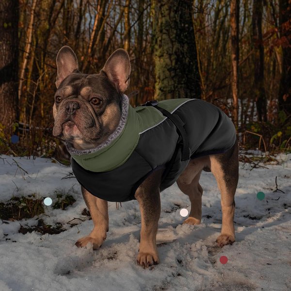 Show full view: NANAKI Waterproof Dog Coat, Army Green, Small slide 7 of 8